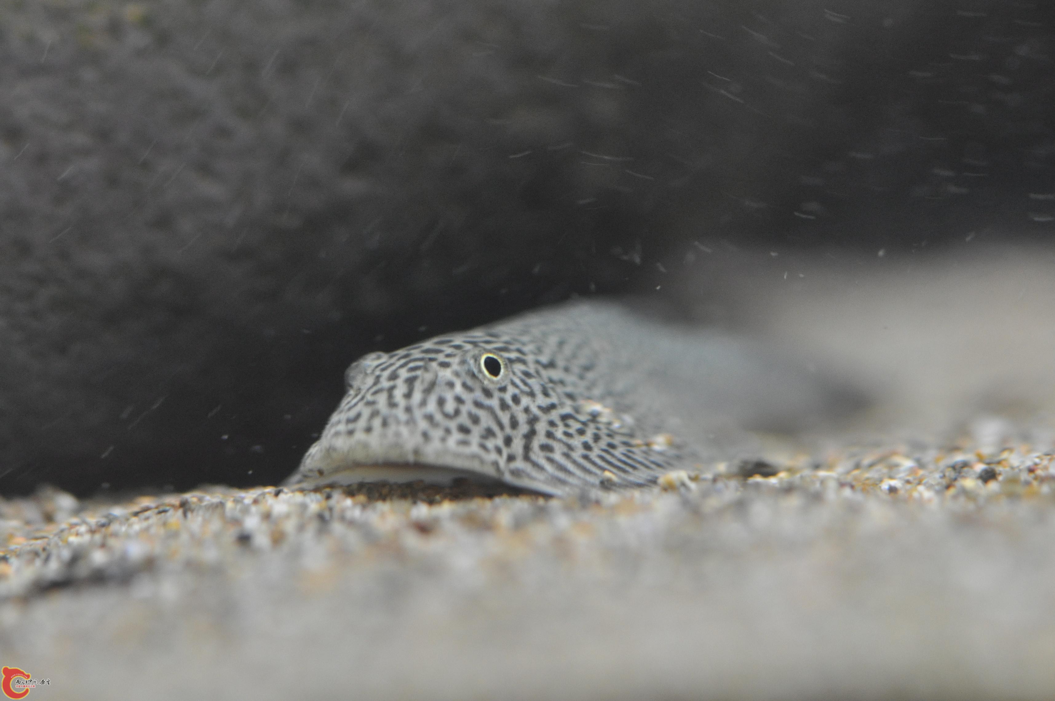 DSC_0313.JPG