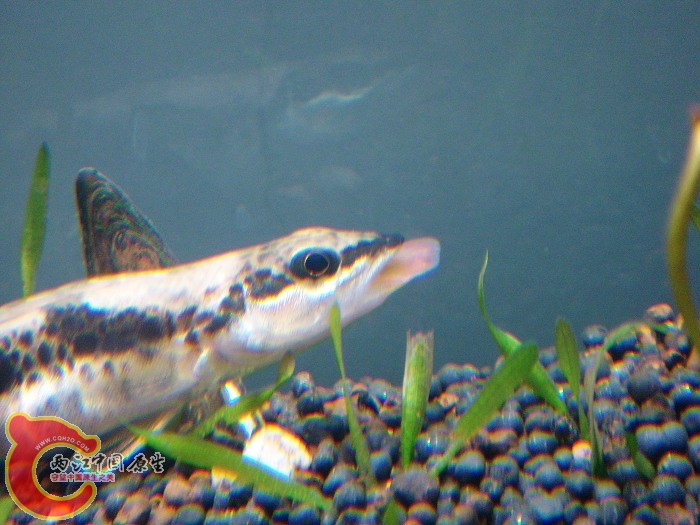 DSC02663.jpg