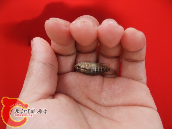 介个是什么东西啊？