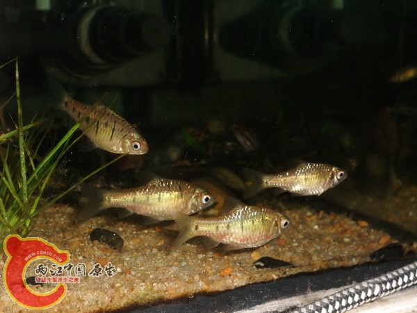DSCF6116.jpg