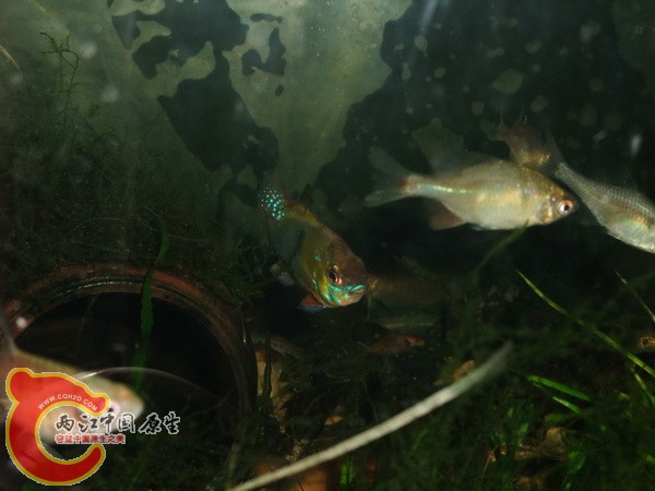 DSCF6115.jpg