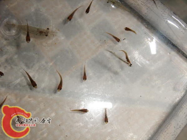 我认为是餐条