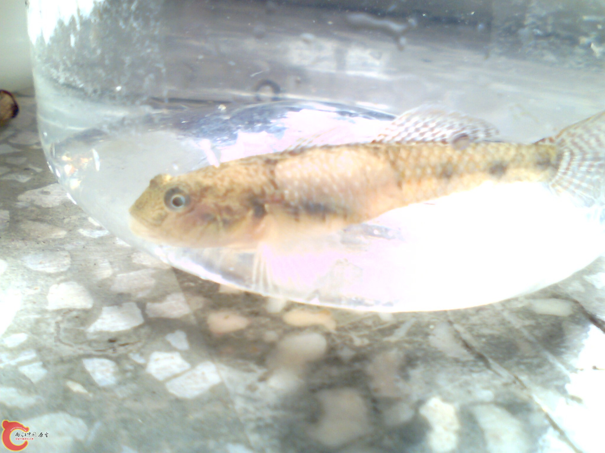 IMG1356A.jpg