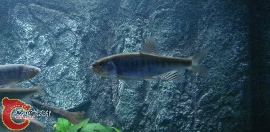 kuan7.jpg