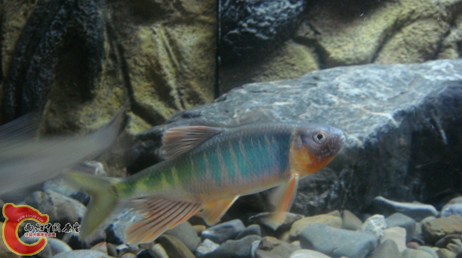 kuan8.jpg