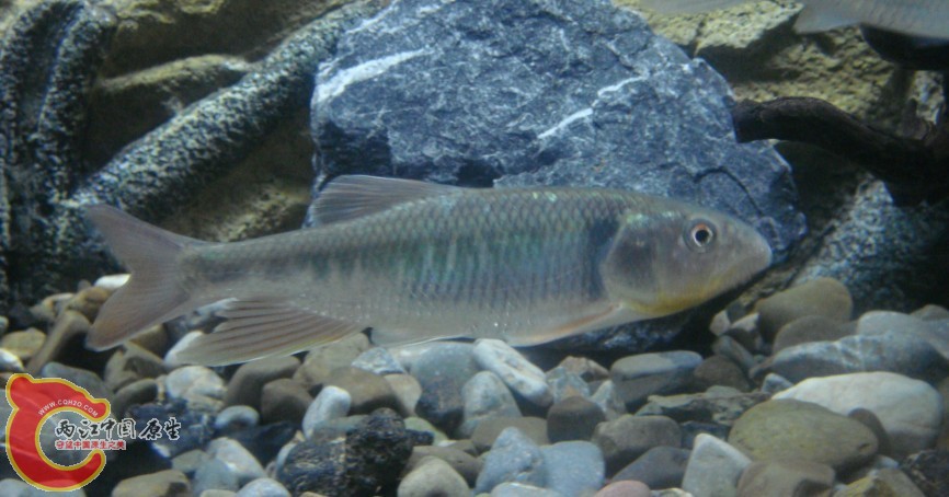 kuan9.jpg