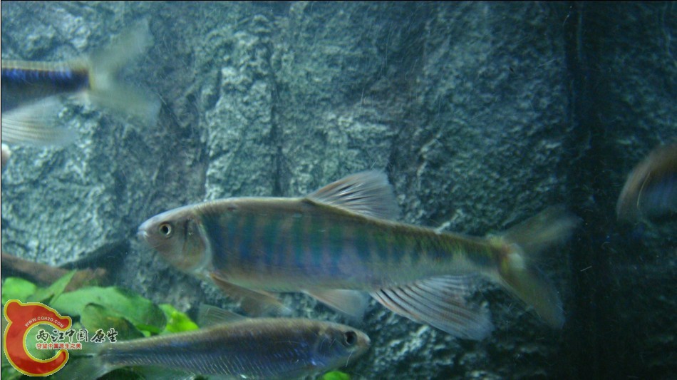 kuan5.jpg
