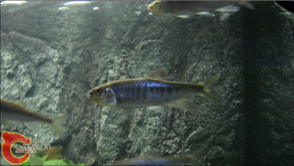 kuan1.jpg
