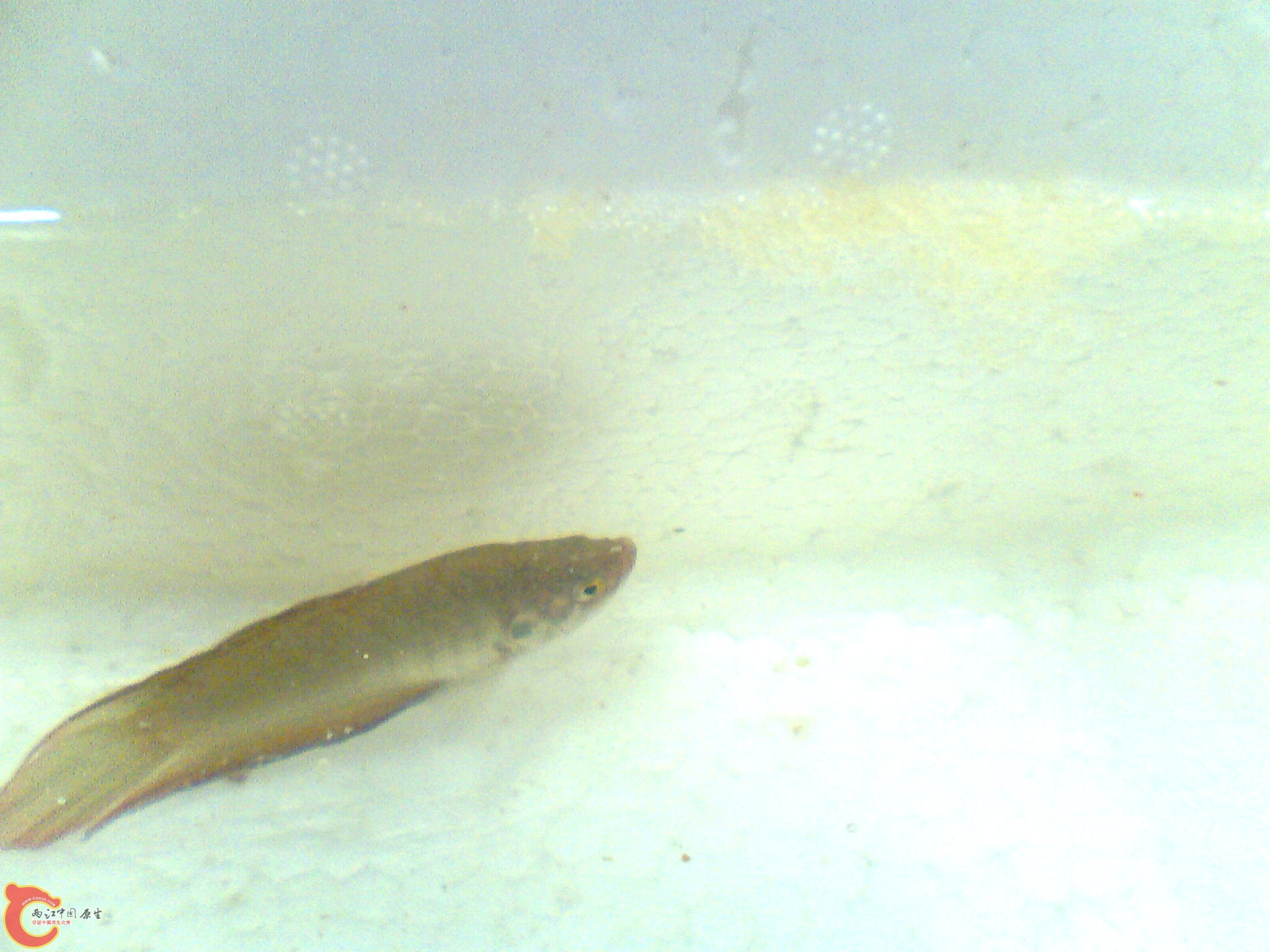 守护孩子的圆爸