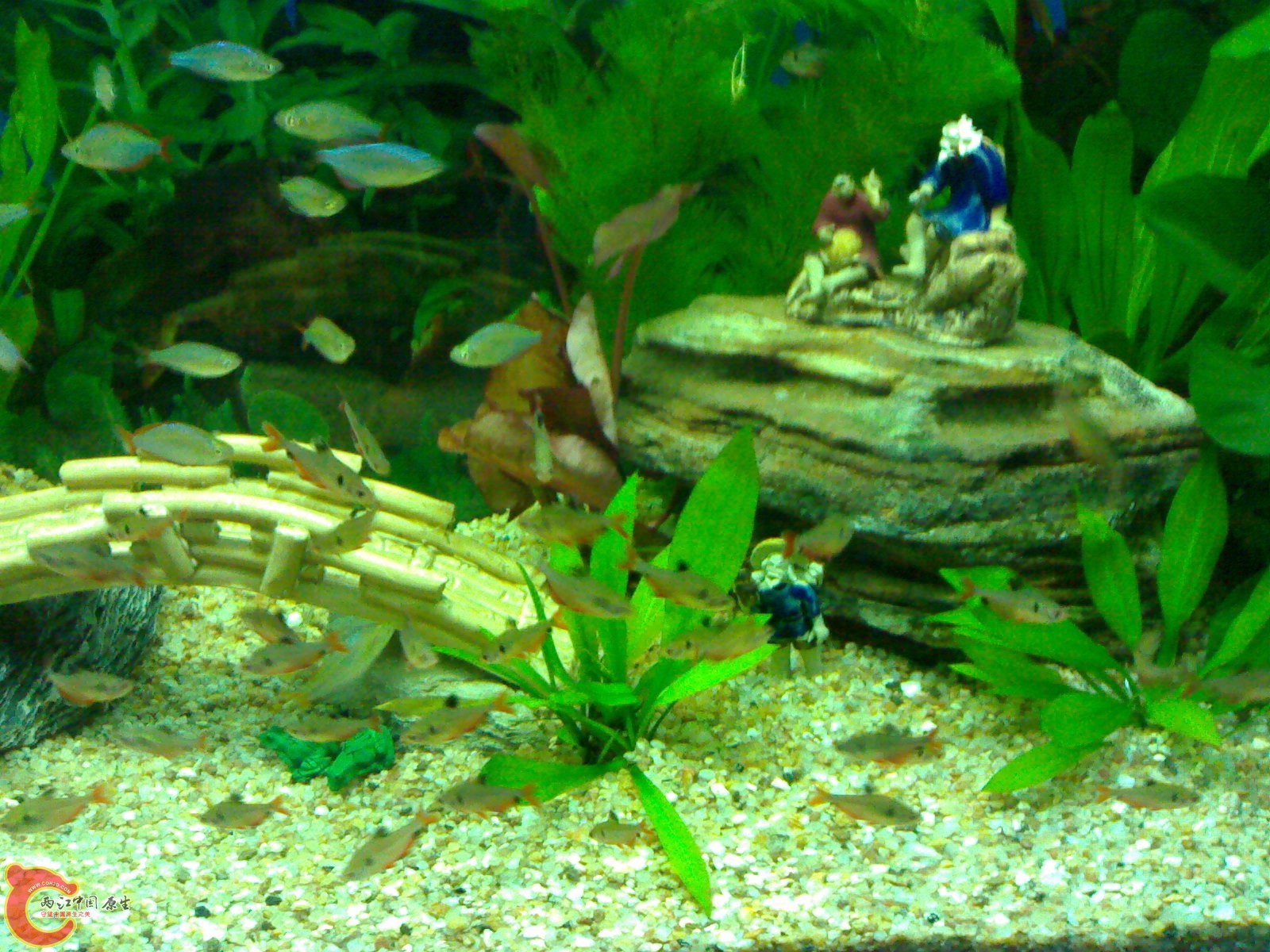 水族店的缸