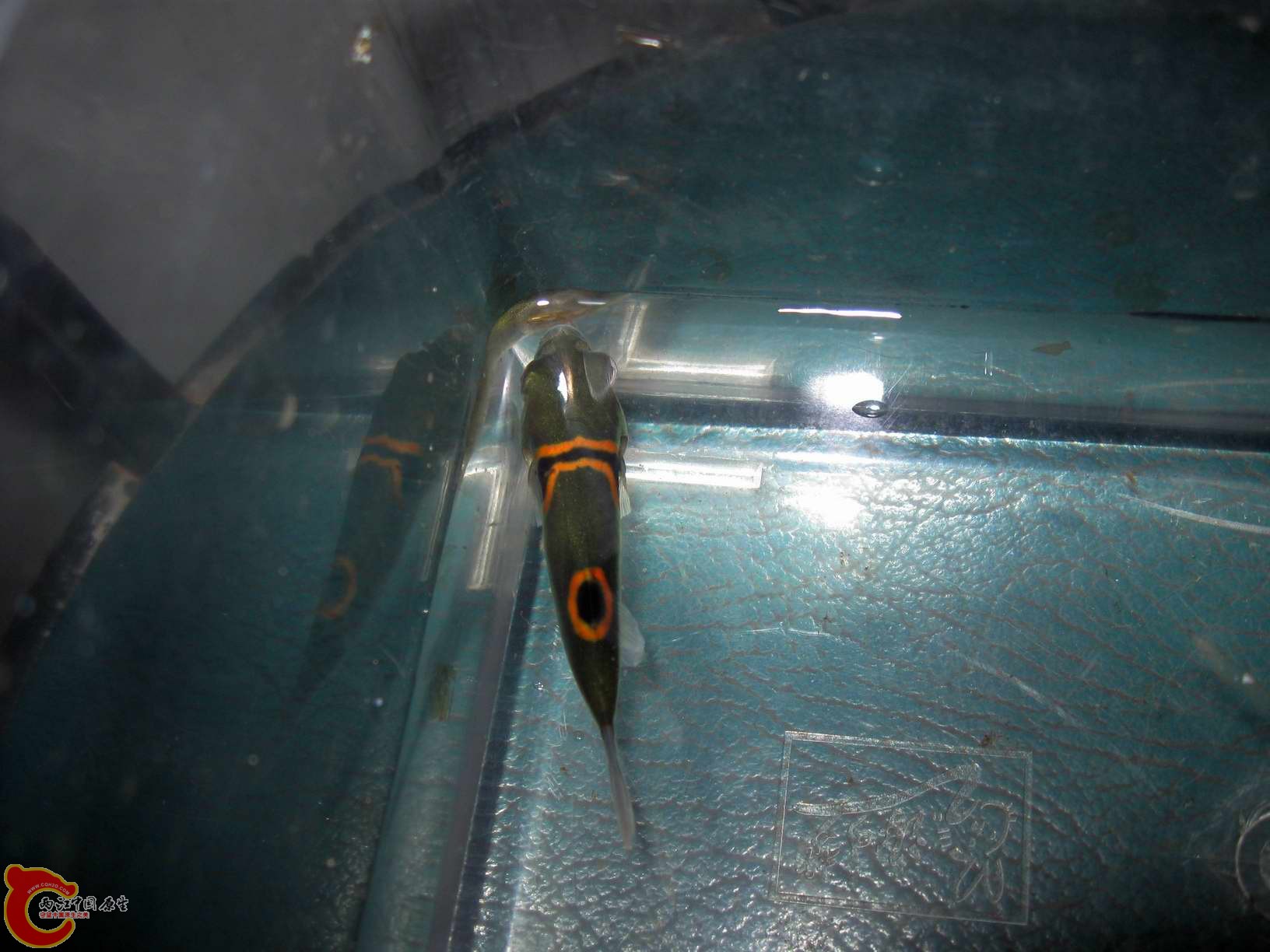 鱼在过水中,顺便拍几张~