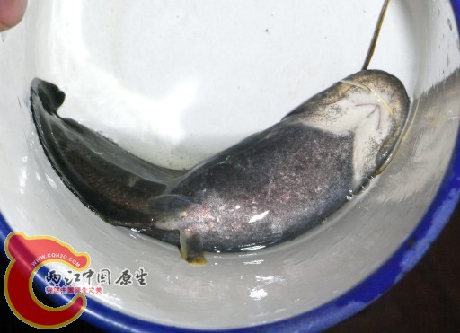 鲶.jpg
