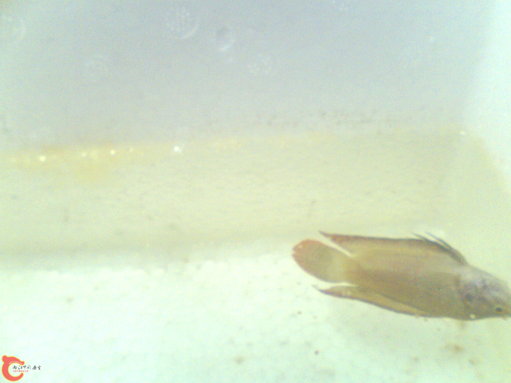 水面上一层乳白色的都是卵