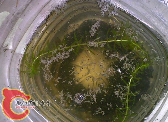 20100531977.jpg