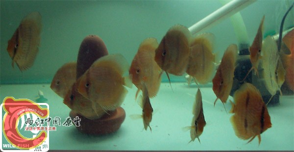 小黑.jpg