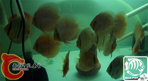 小黑2.jpg