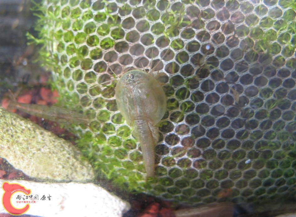 恐龙虾4.JPG