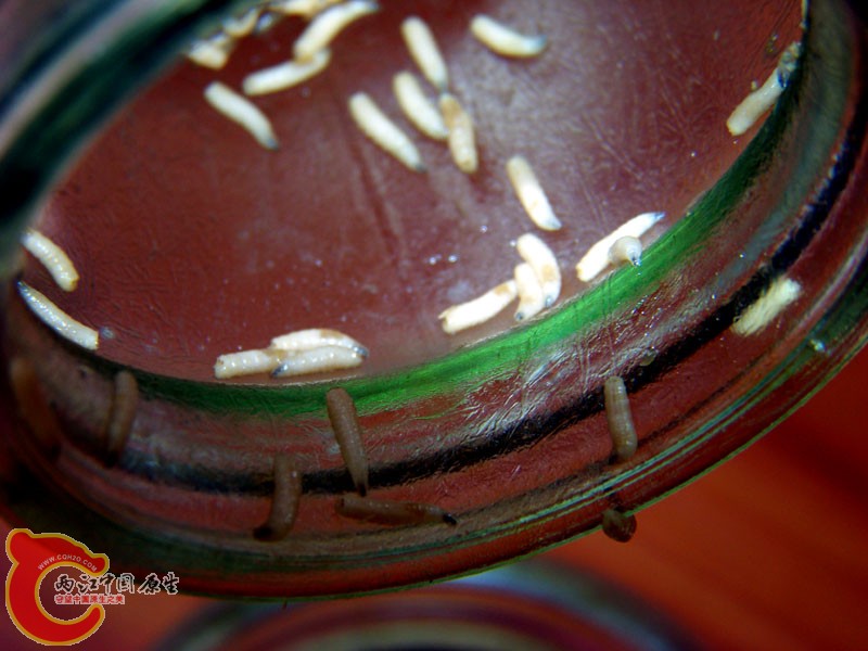 100_1415.JPG