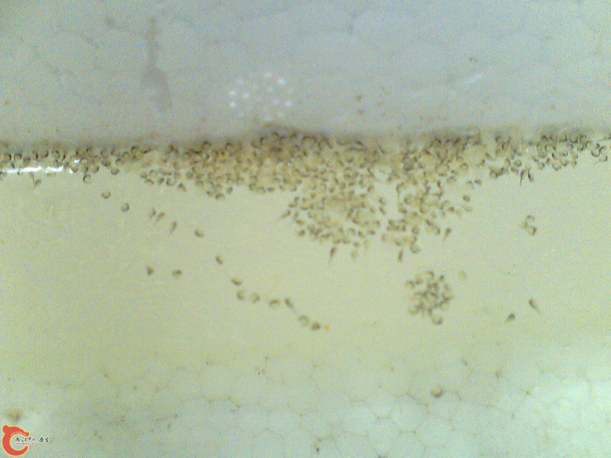 清楚地看到小尾巴