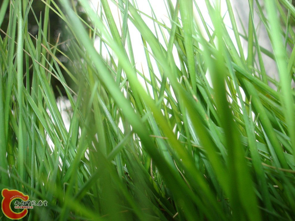 DSC08886.jpg