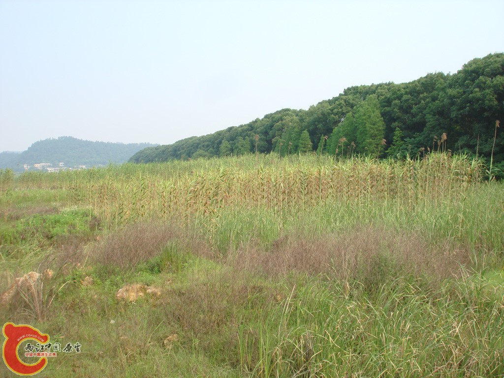 DSC08912.jpg