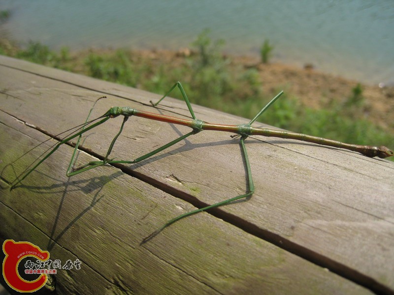 IMG_0429.JPG