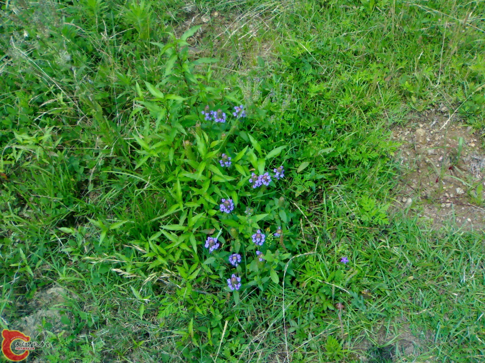 201006061503.jpg