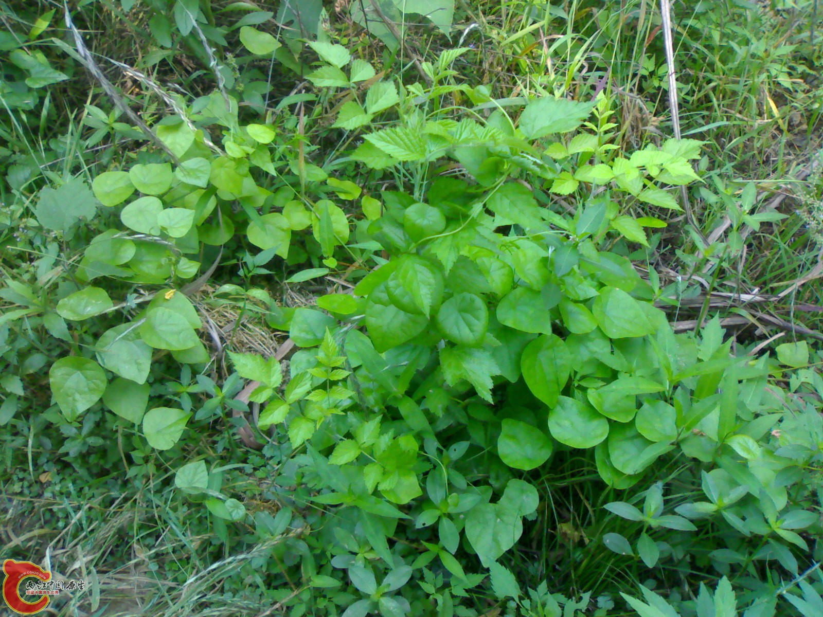 201006061505.jpg