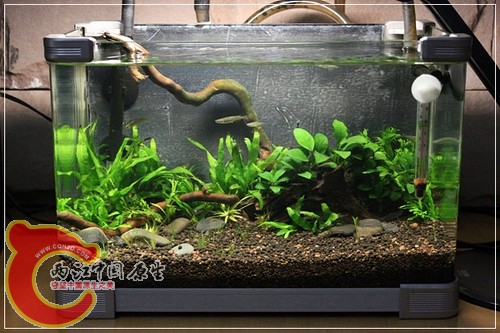 第三年造景（现在）