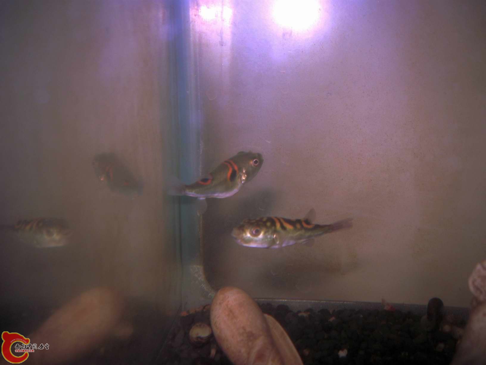 刚饱食解冻虾肉的弓斑X2