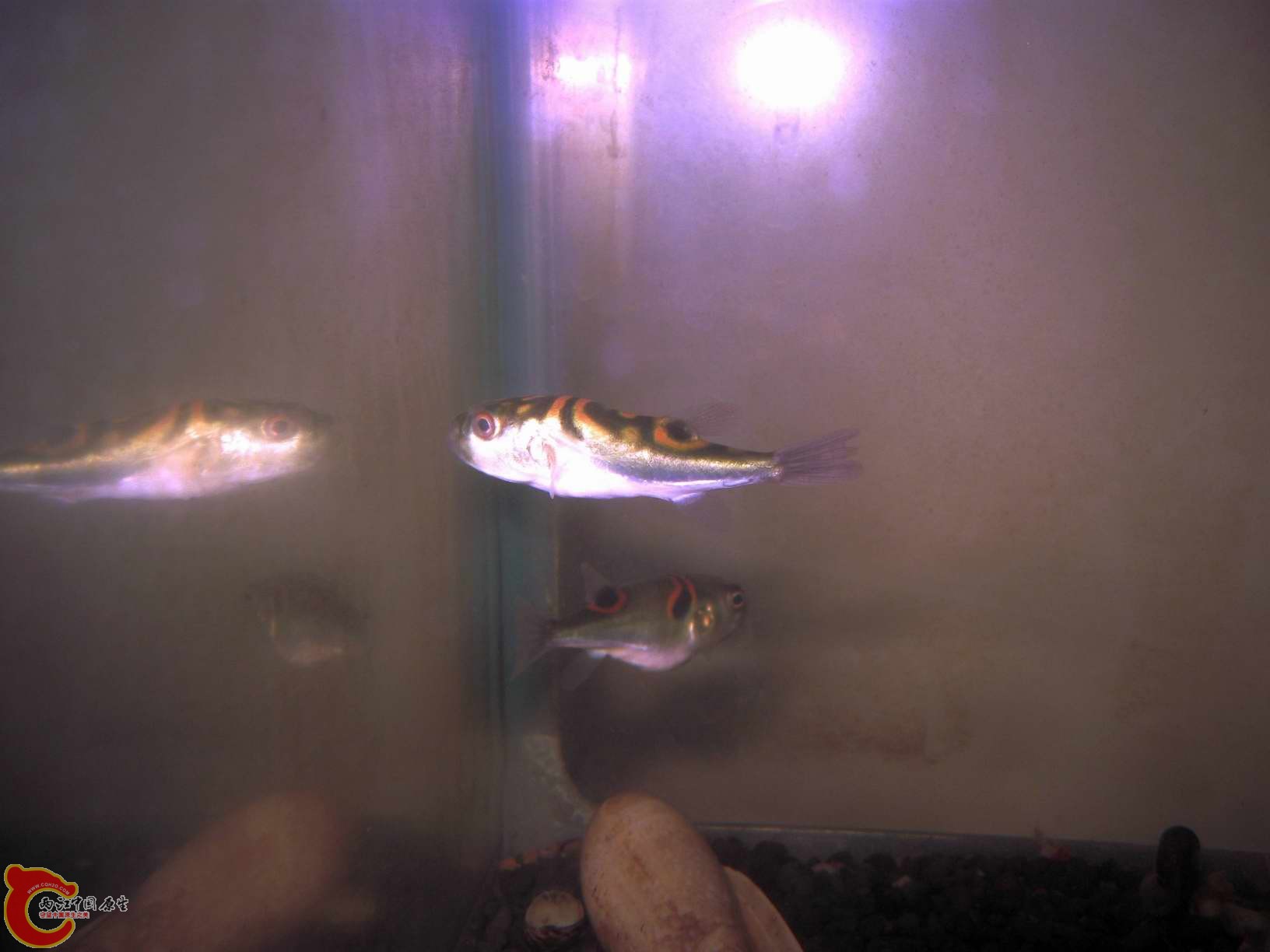 这条弓斑背上很多的小圆斑的,公母的差异还是变异?这样的弓斑我头一次见