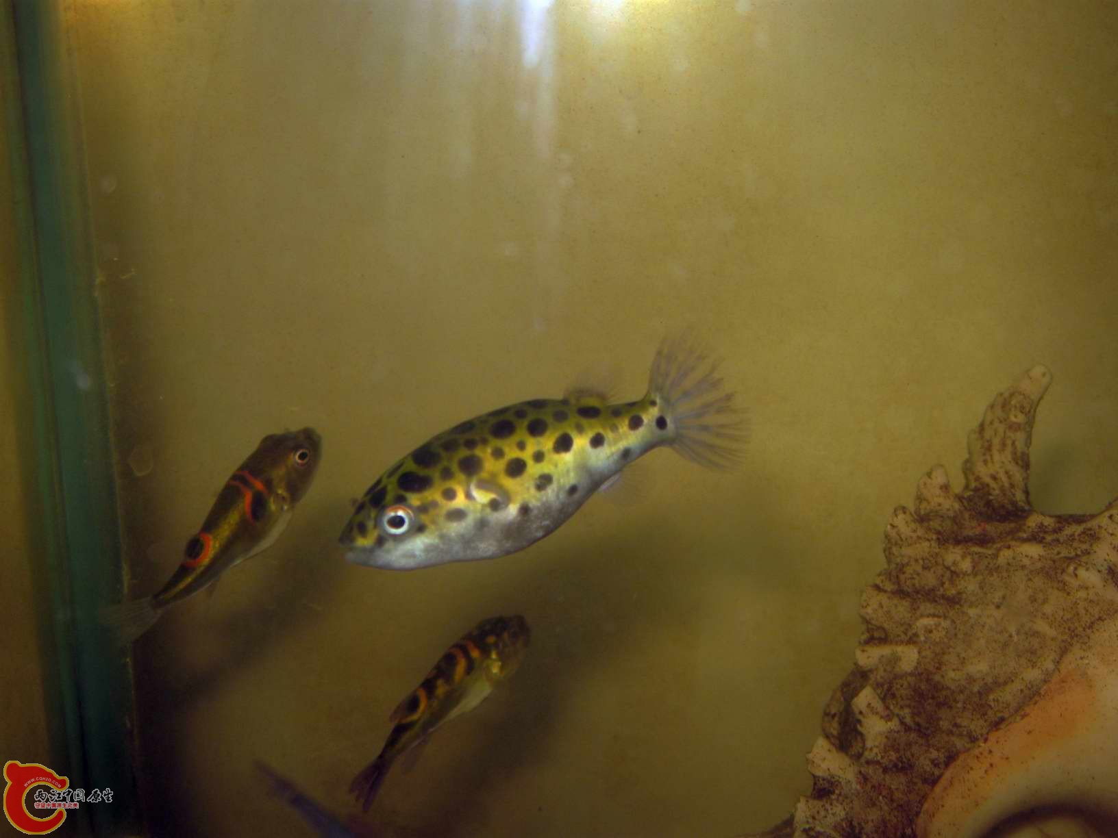 同缸绿河豚来抢镜头~