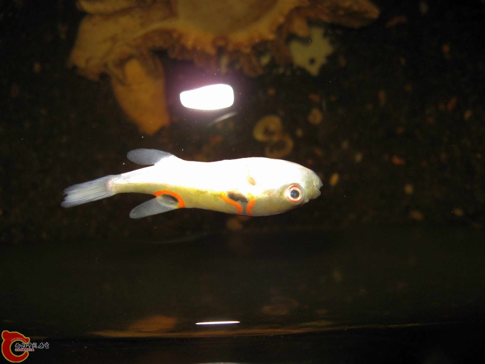 仙去的的一条体质差的弓斑