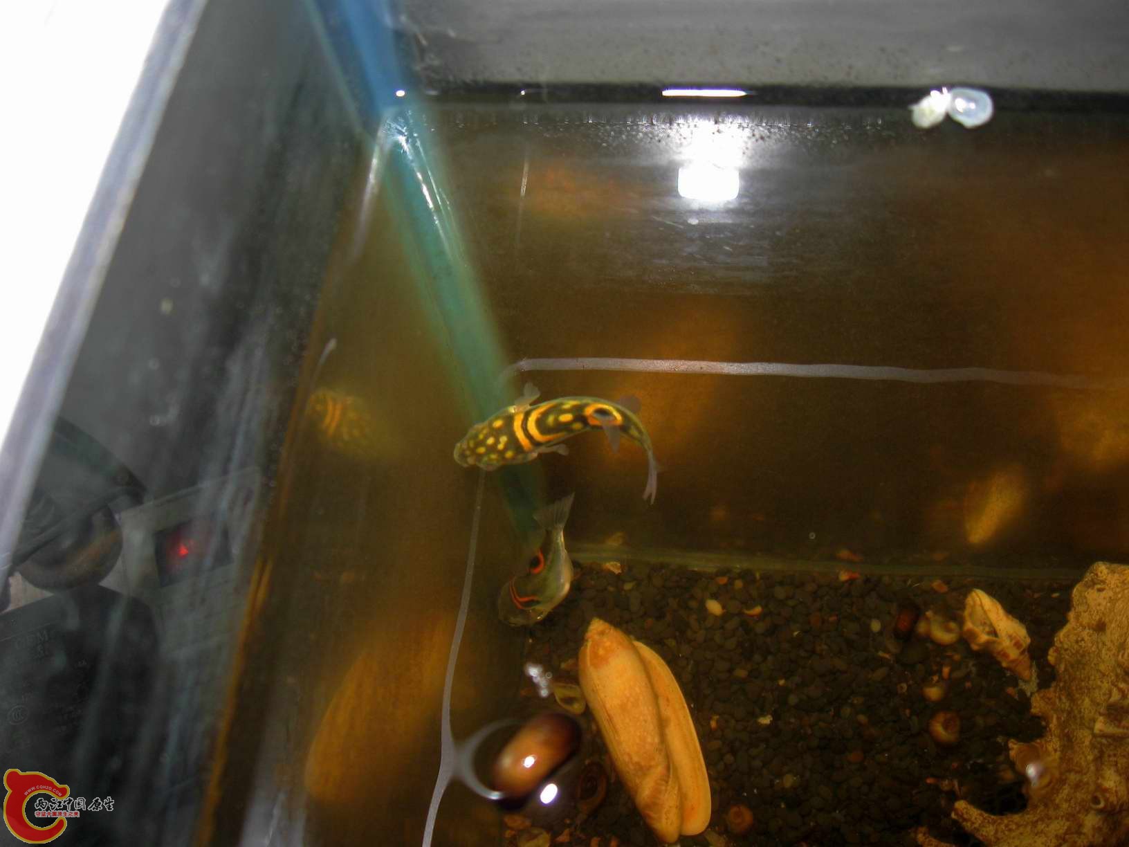 从这个视角看那条弓斑背上的小圆斑最明显了~