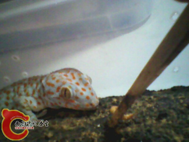IMG0113A.jpg