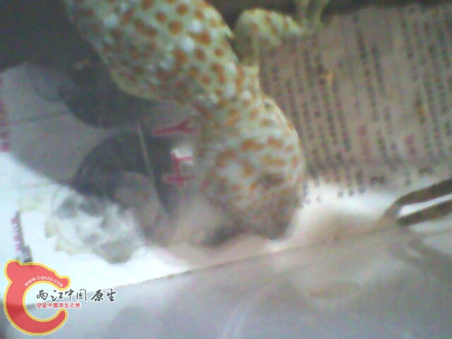 IMG0120A.jpg