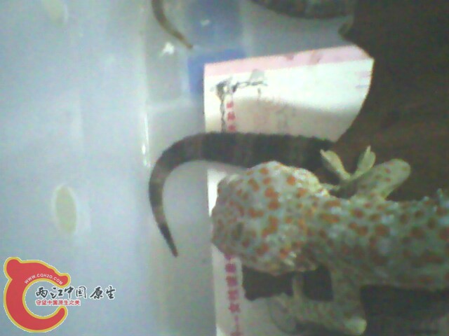 IMG0118A.jpg