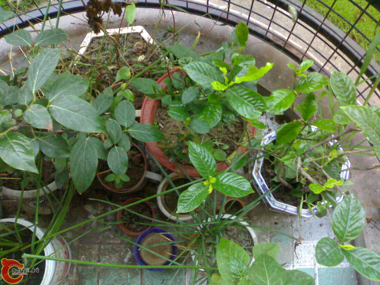20080609190.jpg