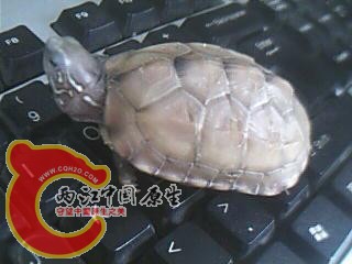 图片 001.jpg