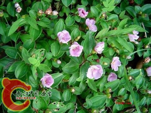 花型不逊园艺种