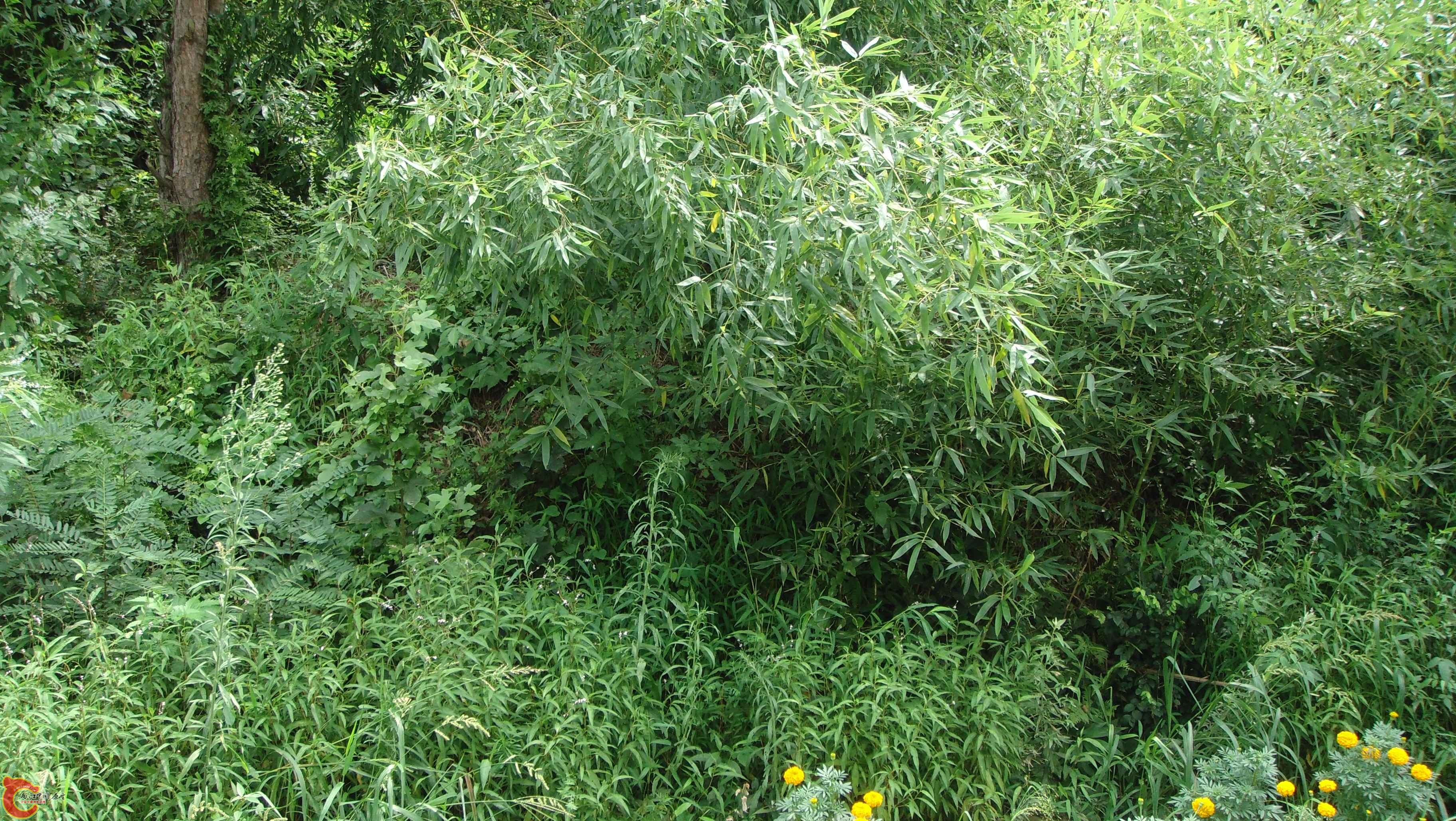 DSC01066.JPG