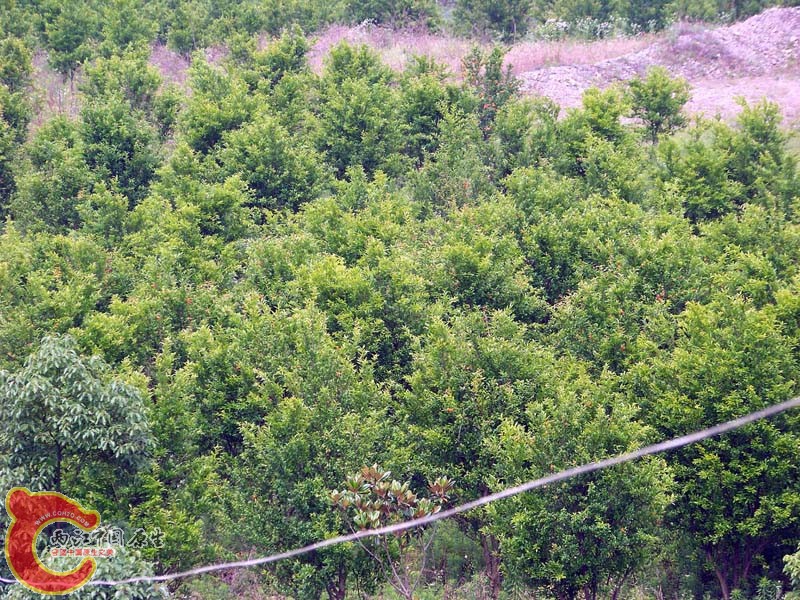 石榴树