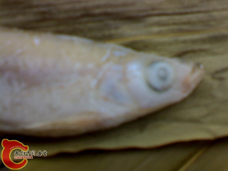 DSC00095.JPG