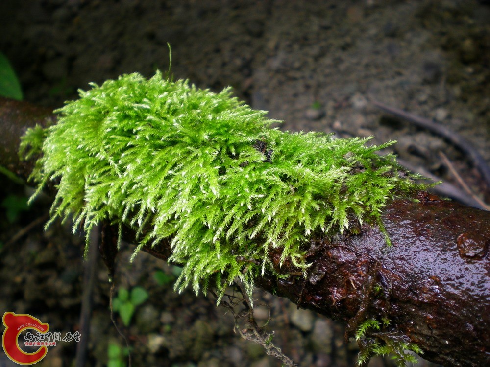 DSCN2690.jpg1.jpg
