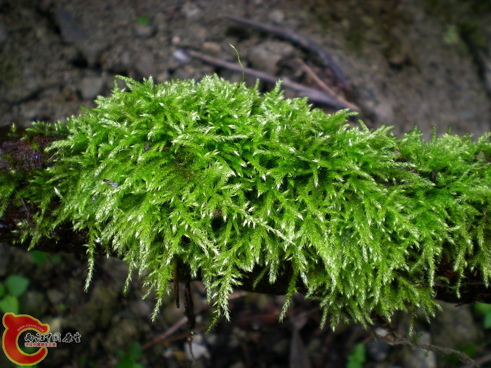 DSCN2689.jpg1.jpg