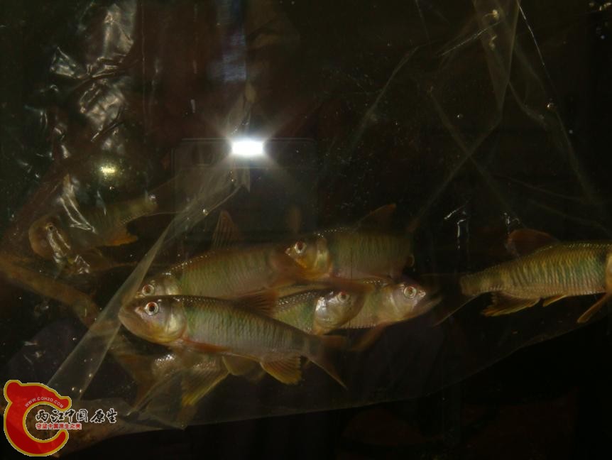 JINGANG    3.jpg