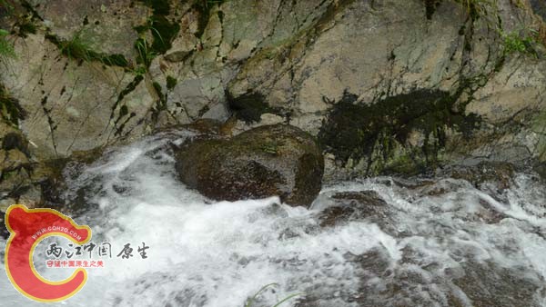 流水中的石头，上面爬着一对抱对的山蛙，叫得非常好听。