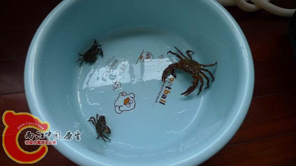 其他两只和对比一下。