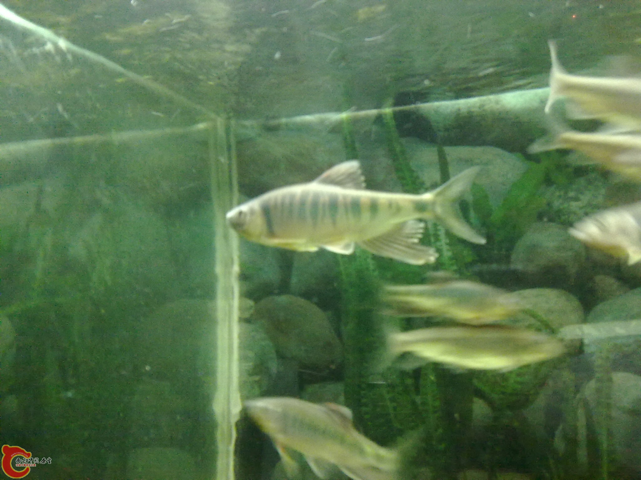 20100613996.jpg