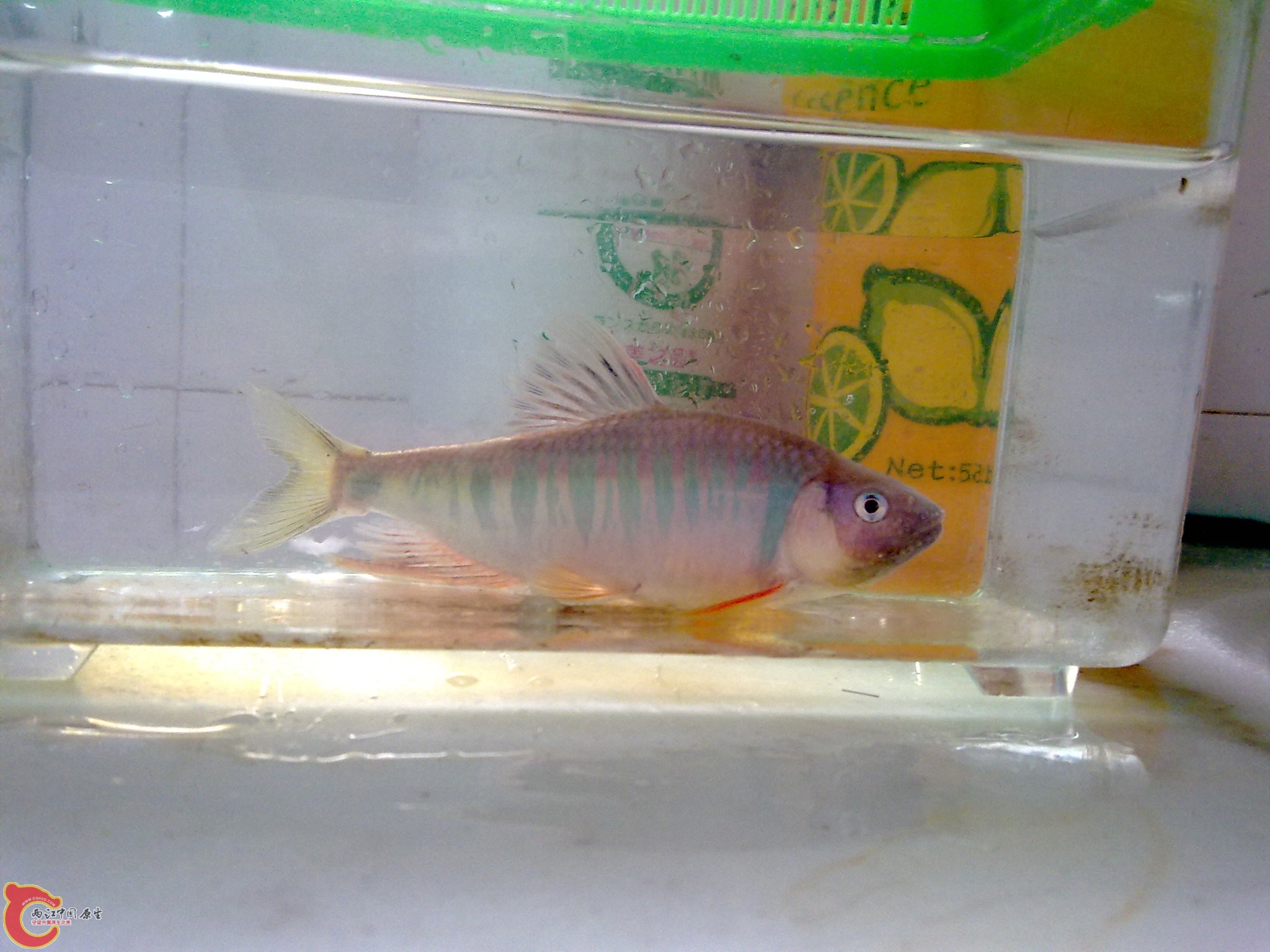 20100609868.jpg